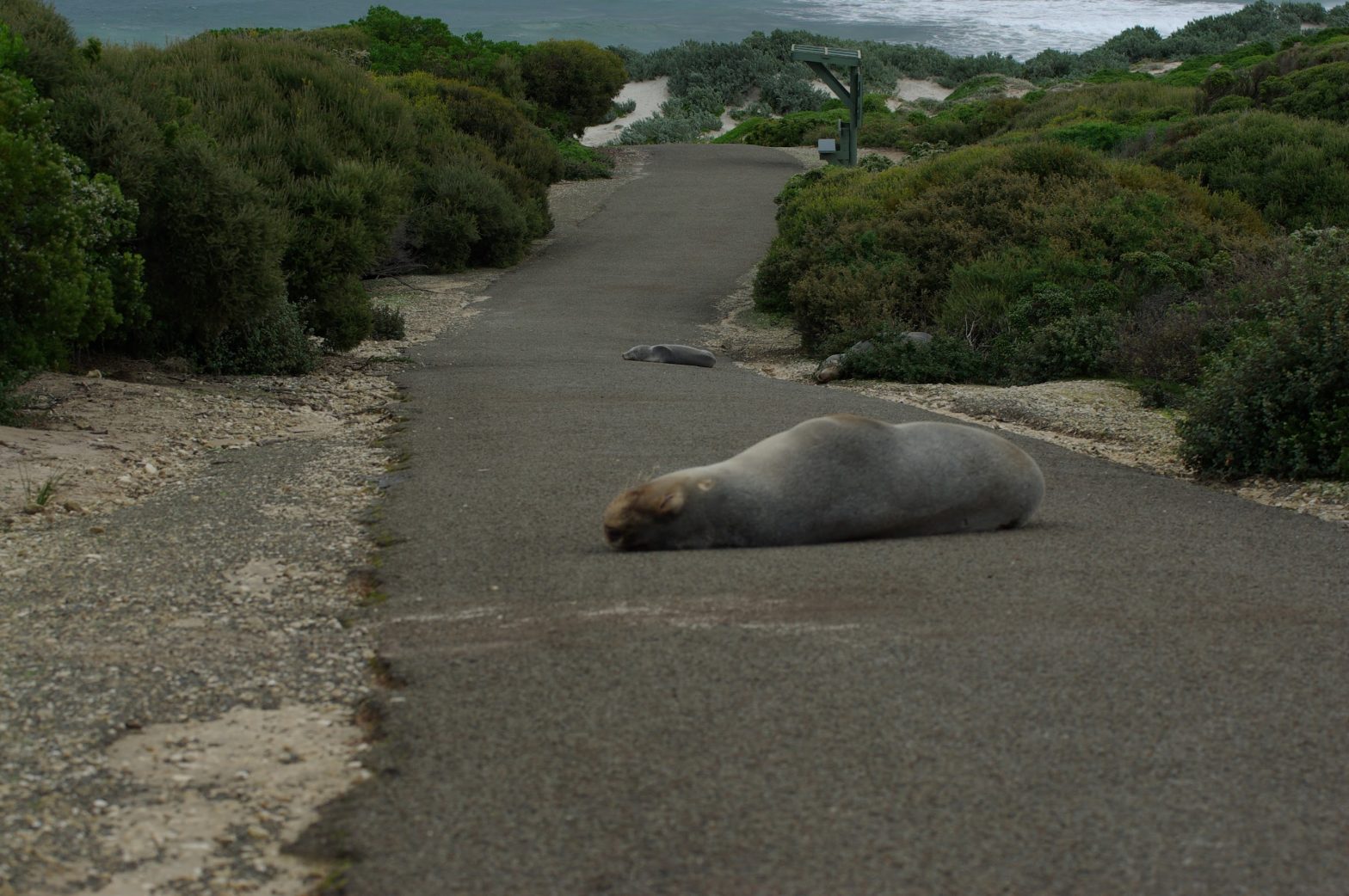 Sleeping seal in Kangaroo Island